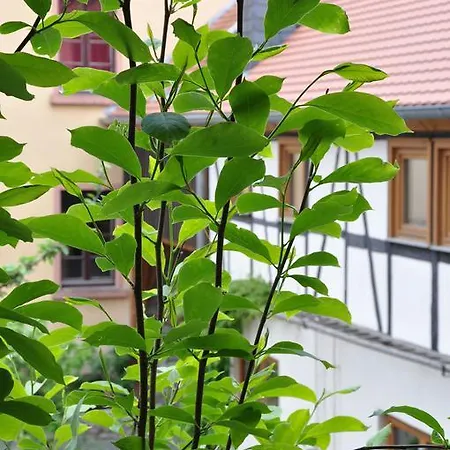 Penzion Gastezimmer Am Hof Frankfurt nad Mohanem